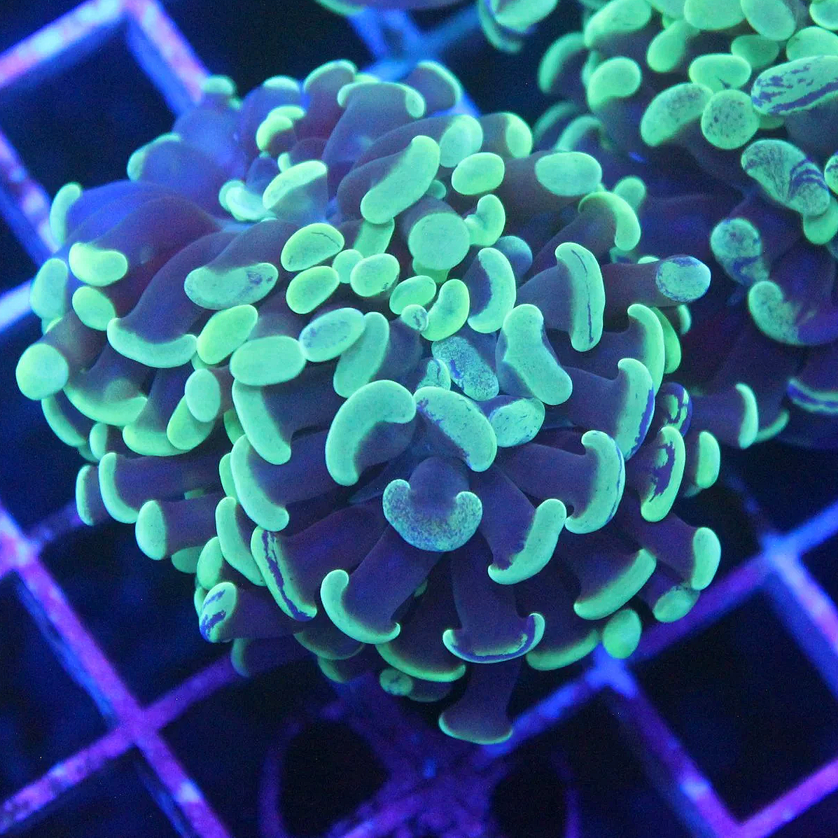 WYSIWYG Mint Green Splatter 1 Head Branching Hammer - Image 1