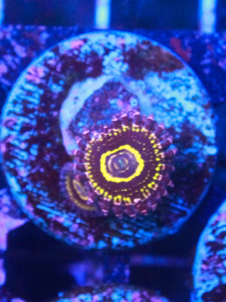 WYSIWYG Stratosphere Zoanthid - 1 polyp and a baby