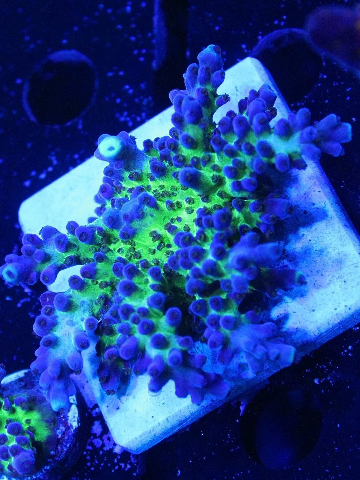 DD7AEDA2-F66C-42E2-A65E-5C90C7BF189E.jpg