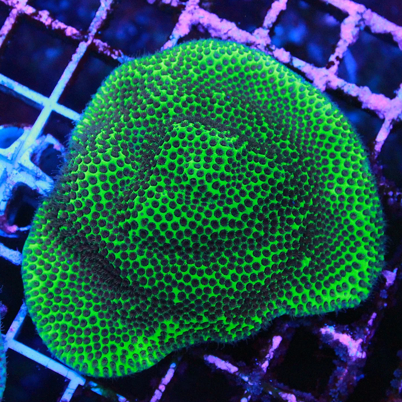WYSIWYG Jolly Green Giant Porites 2-2.5" Colony