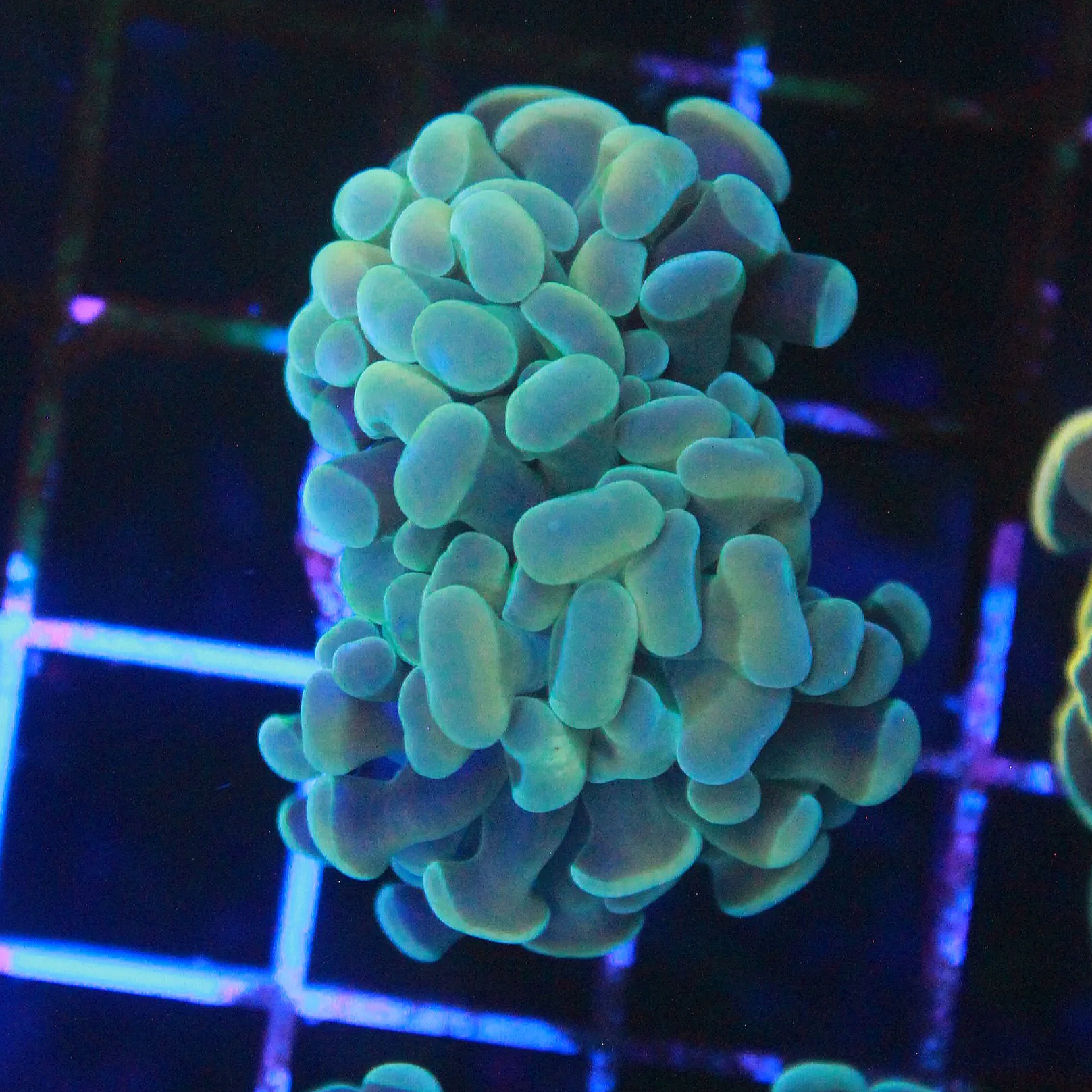 WYSIWYG Gold Polyp Green Tip 1 Head Branching Hammer