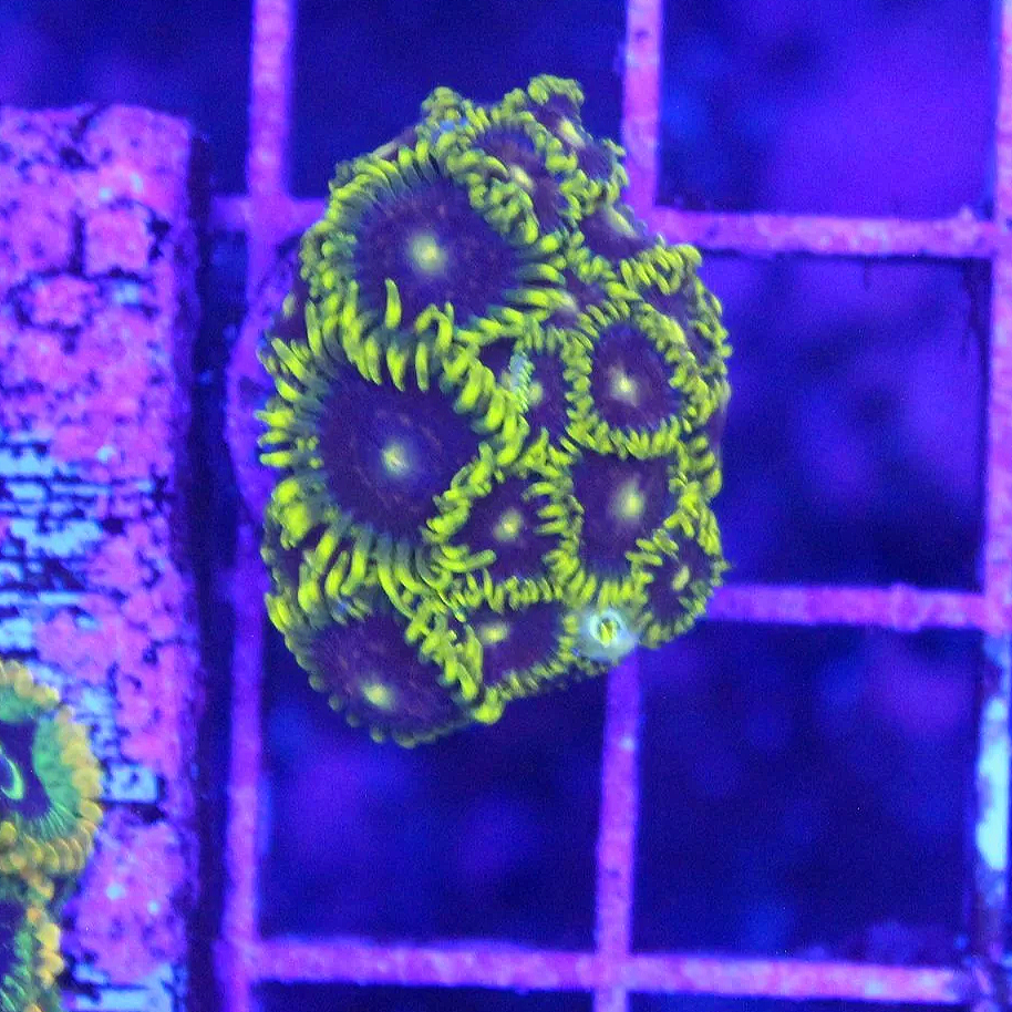 WYSIWYG Blue Steel Zoa - 10+ Polyps #2