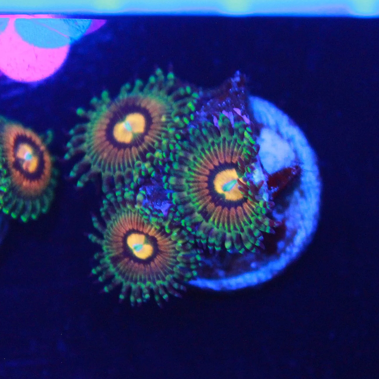 Rainbow Incinerator Zoa 2-3 Polyps
