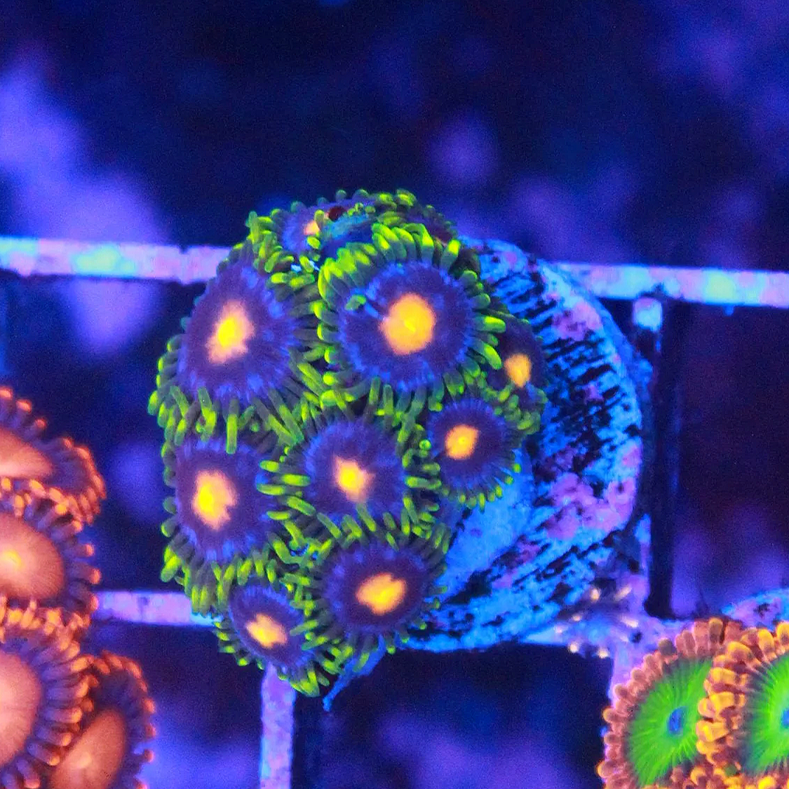 WYSIWYG Blow Pop Zoa - 9 Polyps