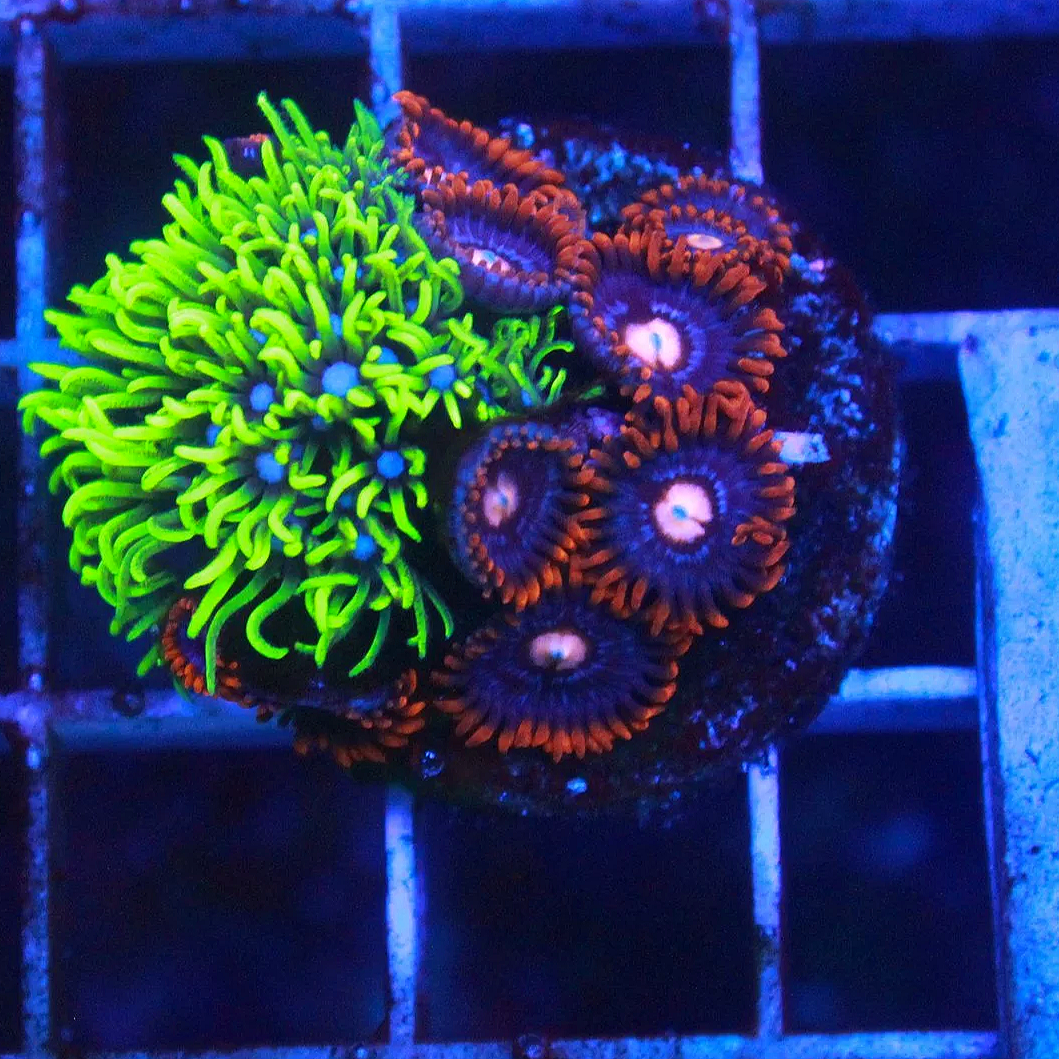 WYSIWYG GSP and Snitches Zoa Combo