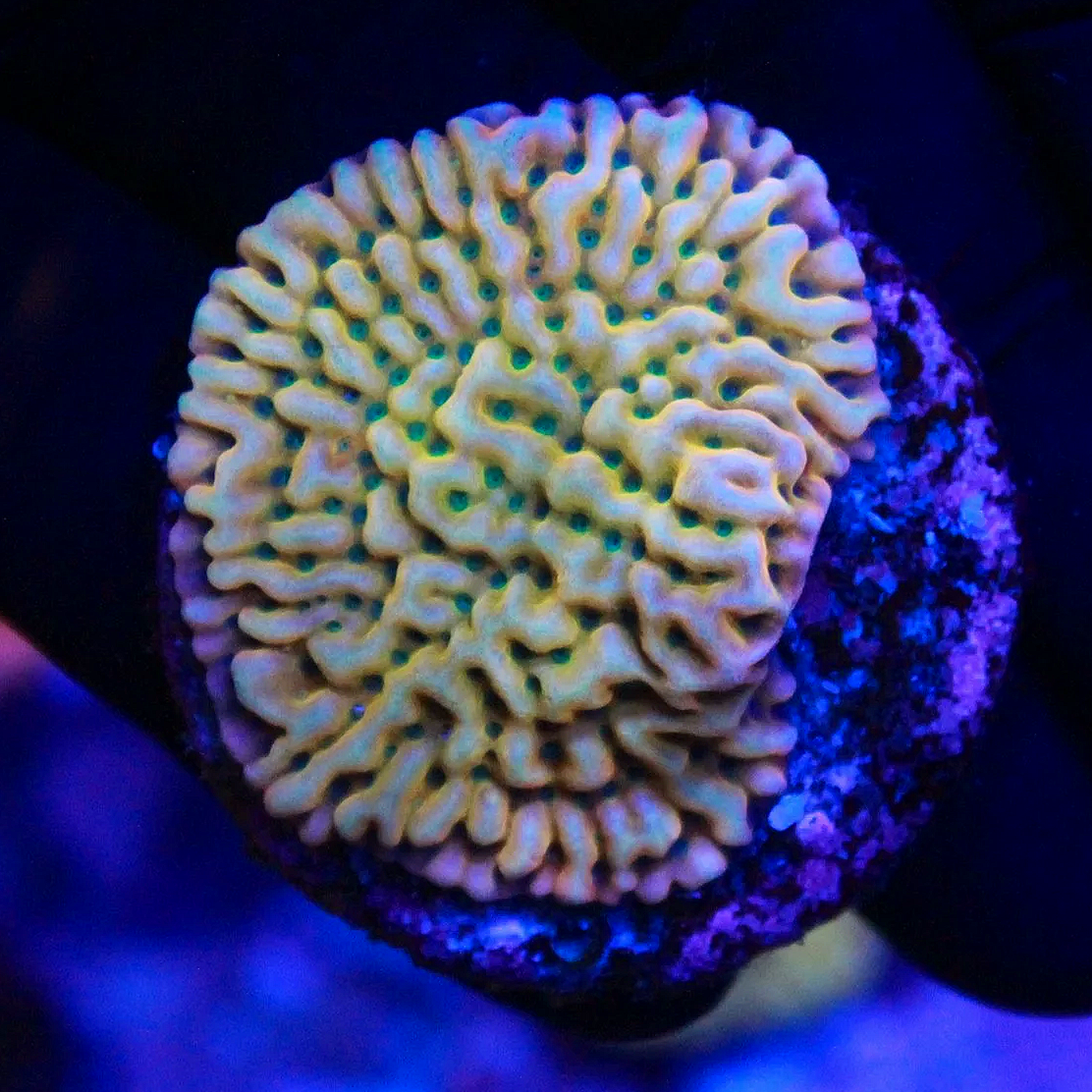 WYSIWYG JF Beach Bum Monti LARGE Frag