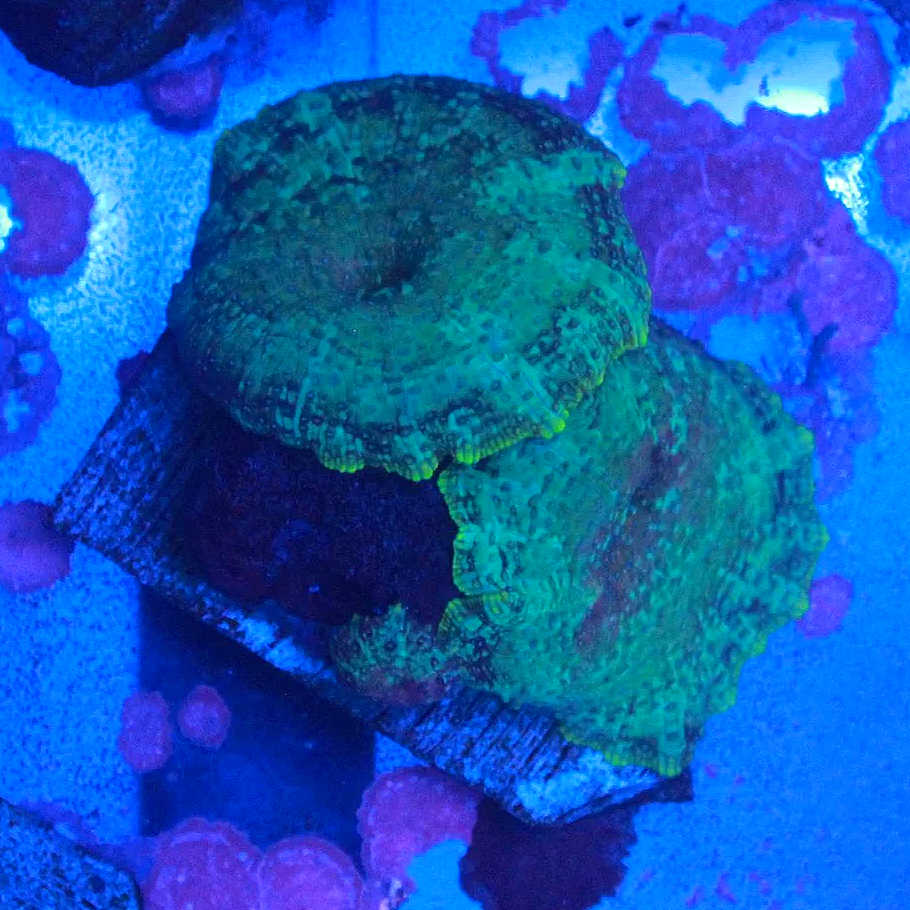 WYSIWYG Green Rainbow Discosoma Mushroom Trio