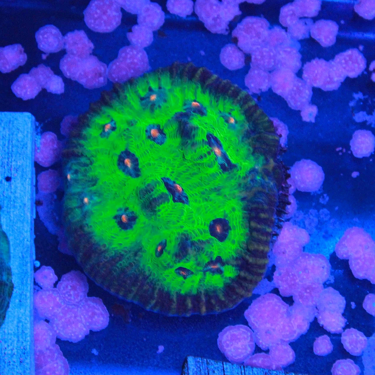 WYSIWYG Avatar Chalice Chunk