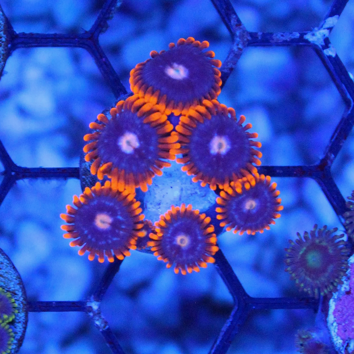 WYSIWYG Snitches Zoa - 6 Polyps