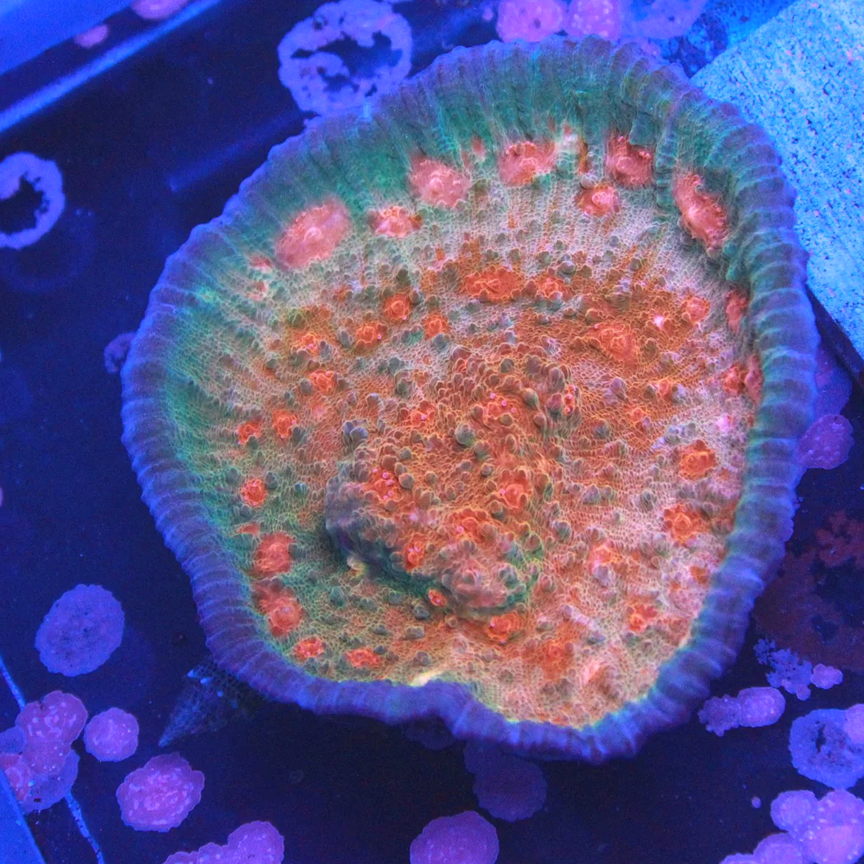 WYSIWYG Rainbow Sunrise Chalice ~3" Colony