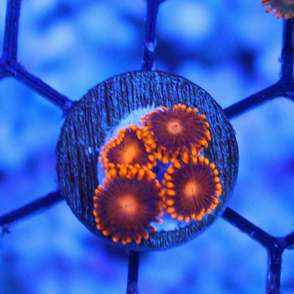 WYSIWYG Orange Bam Bam Zoa - 4 Polyps