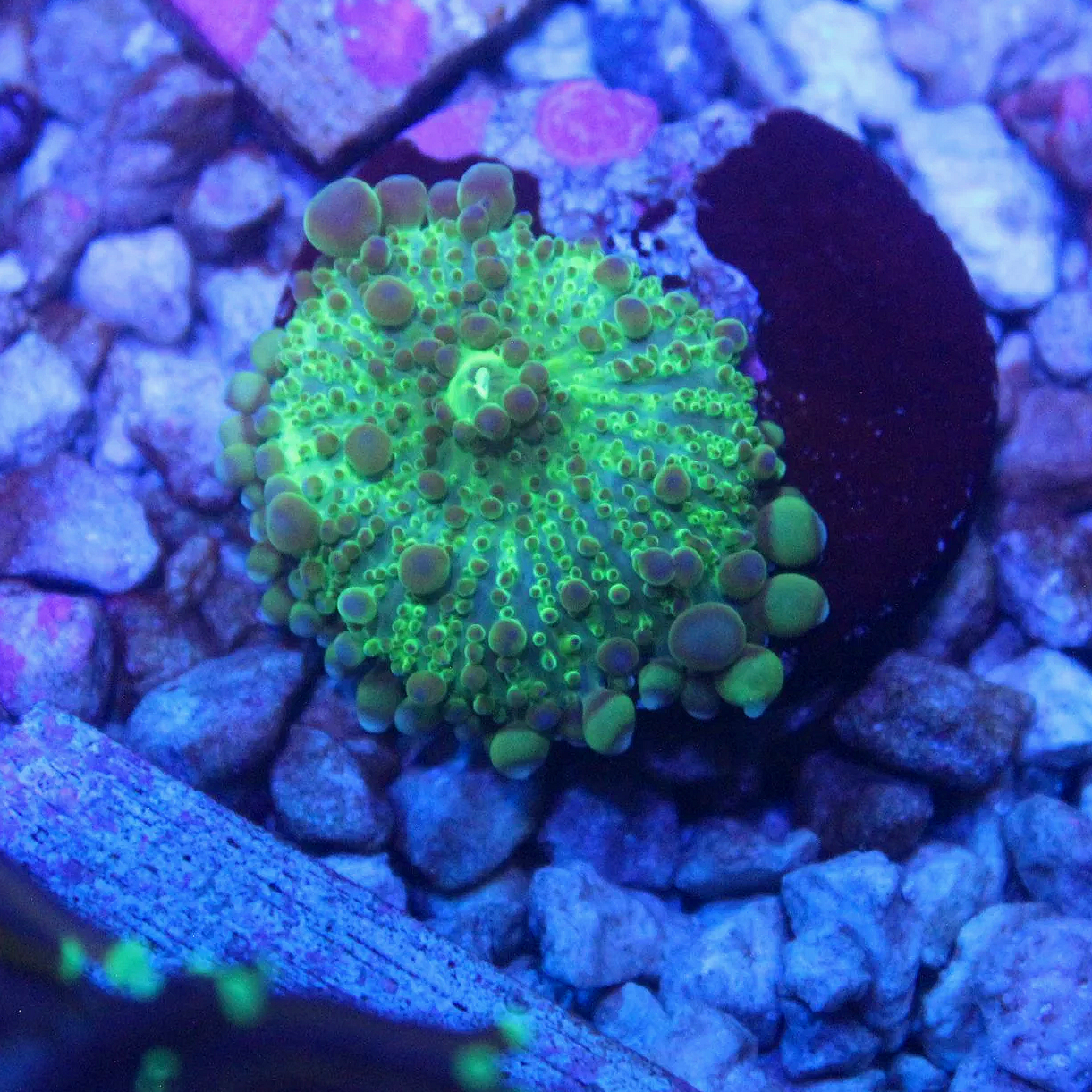 WYSIWYG Ricordia Yuma Mushroom