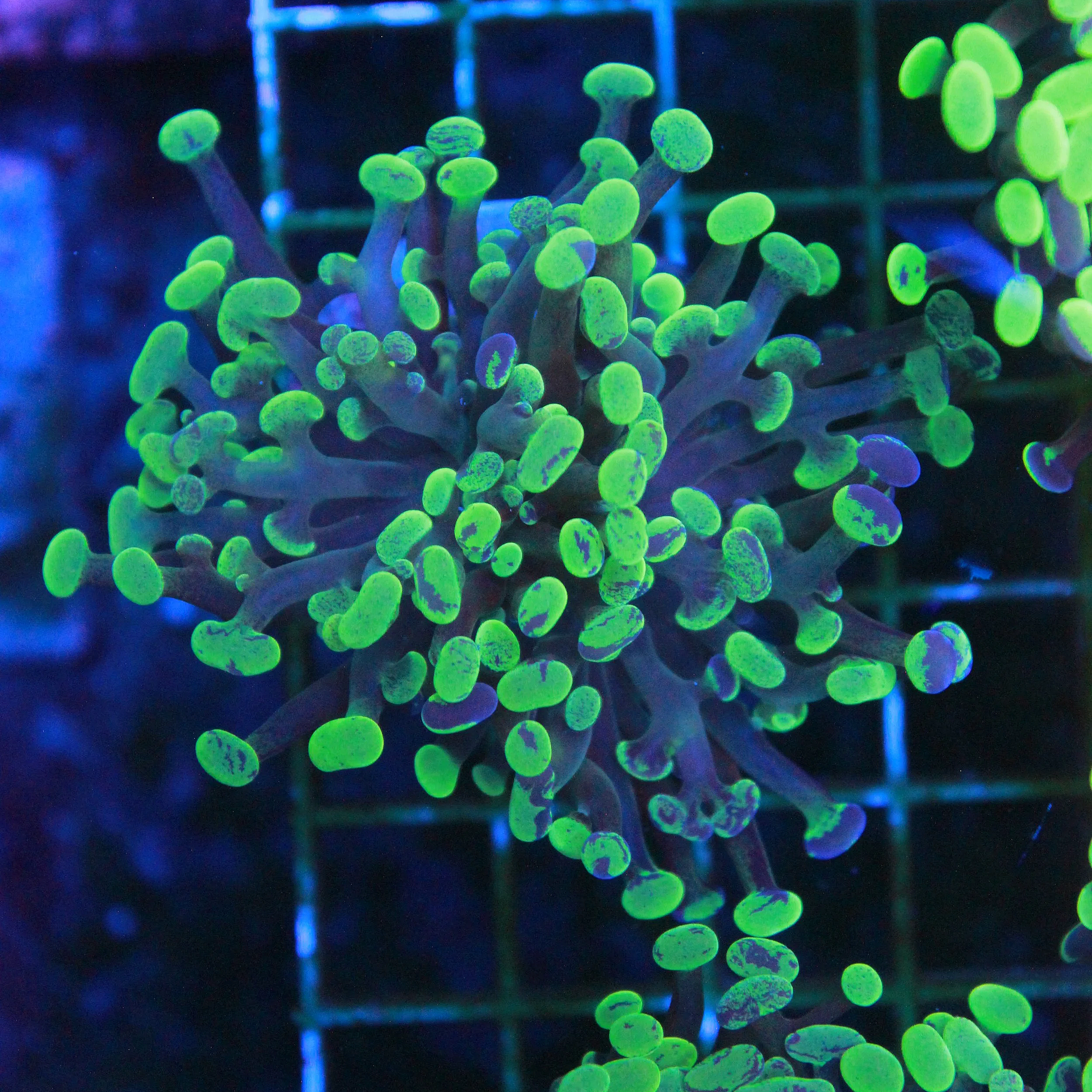 WYSIWYG Toxic Splash Neon Hammer - 1 Head