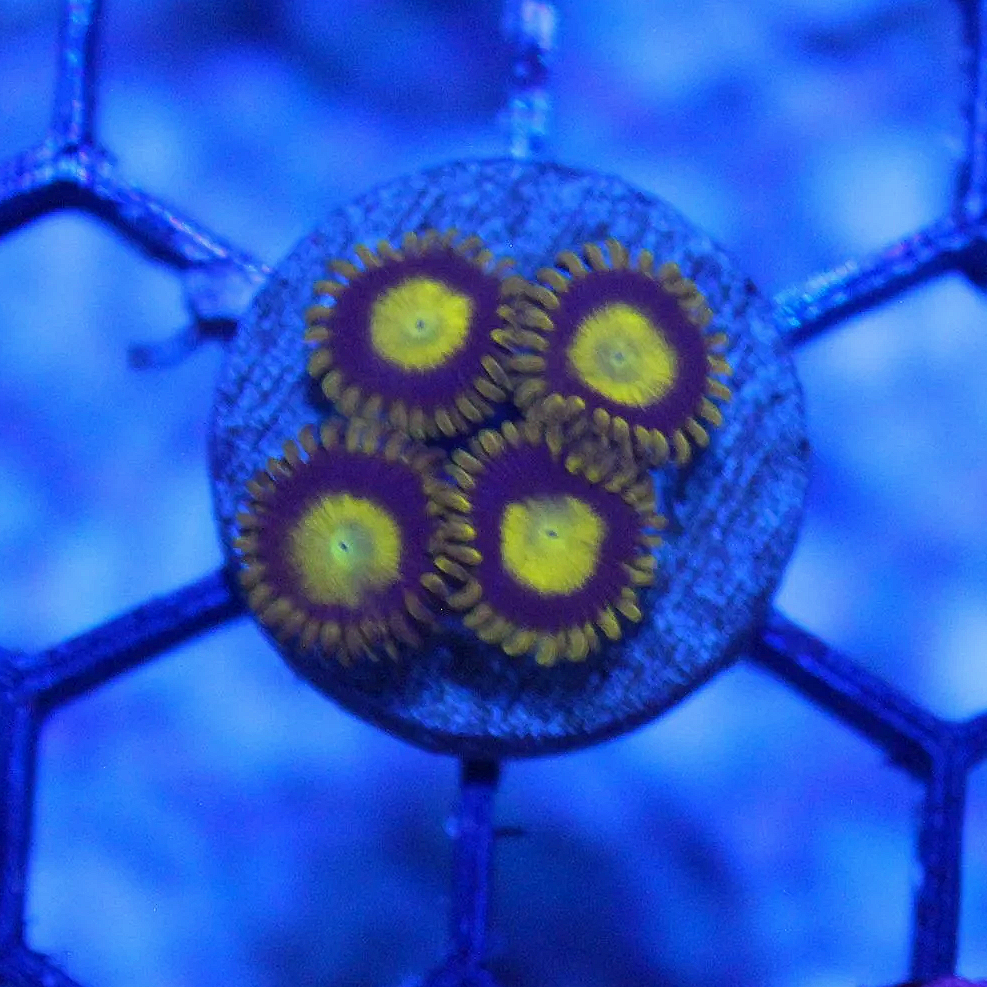 WYSIWYG King Midas Zoa - 4 Polyps - Image 1