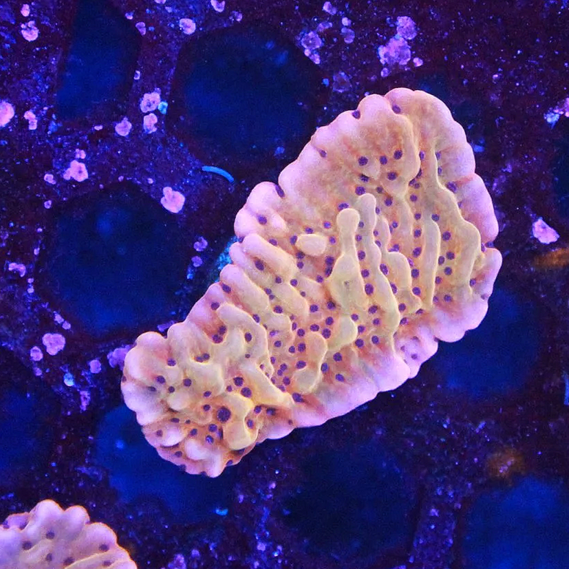 WYSIWYG Flaming Phoenix Monti Frag