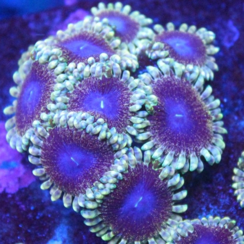 Solar Circus Zoa 1-2 Polyps