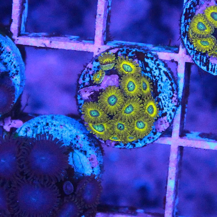 WYSIWYG Pikachu Zoa - 12+ Polyps