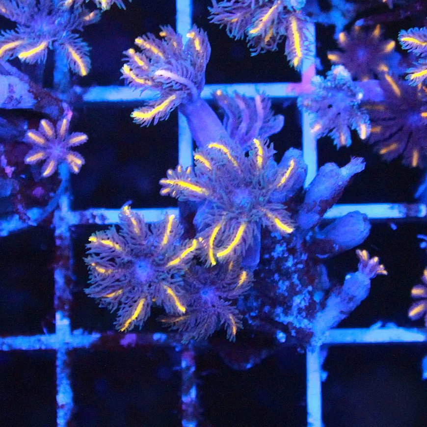 WYSIWYG TSA Candy Corn Clove Frag #3
