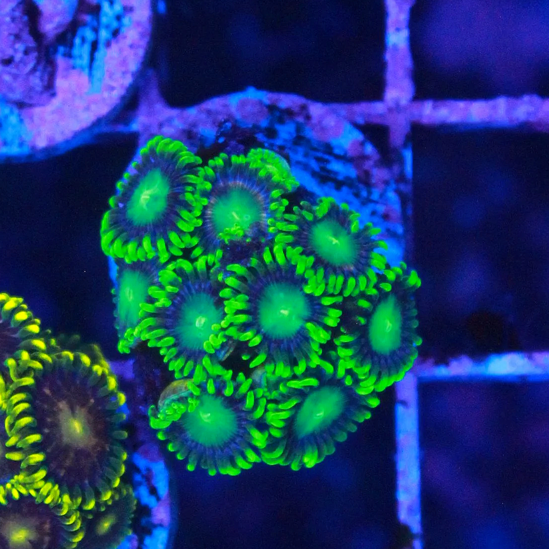 WYSIWYG OG Radioactive Dragon Eye Zoa - 9 Polyps #2