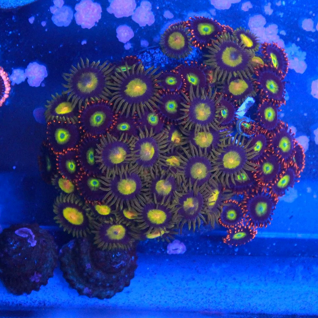 WYSIWYG Combo Disk Zoa - CHUNK
