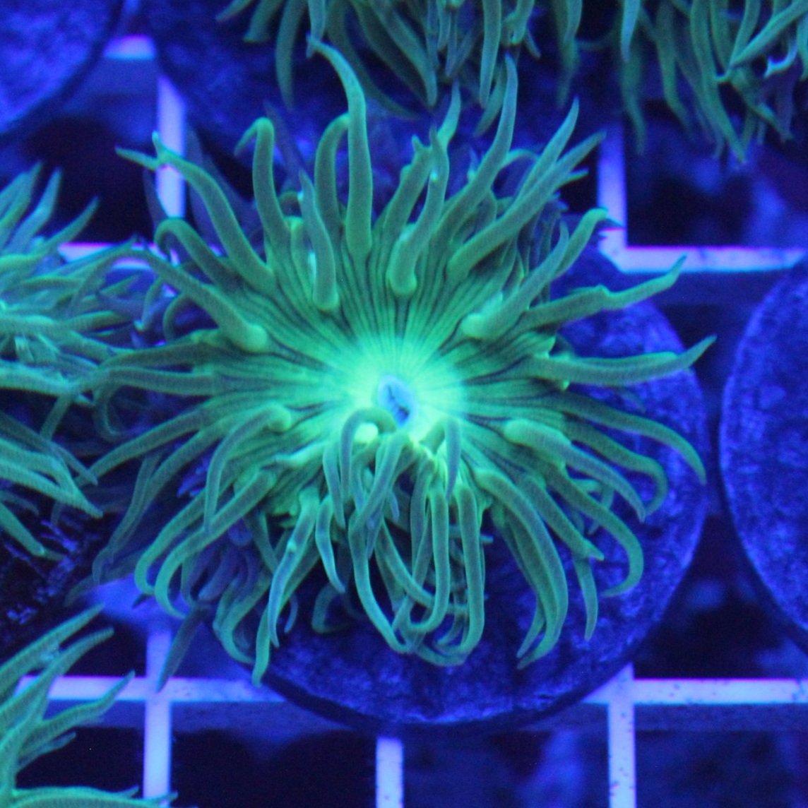 Duncan Frags (1 polyp) - Aquacultured