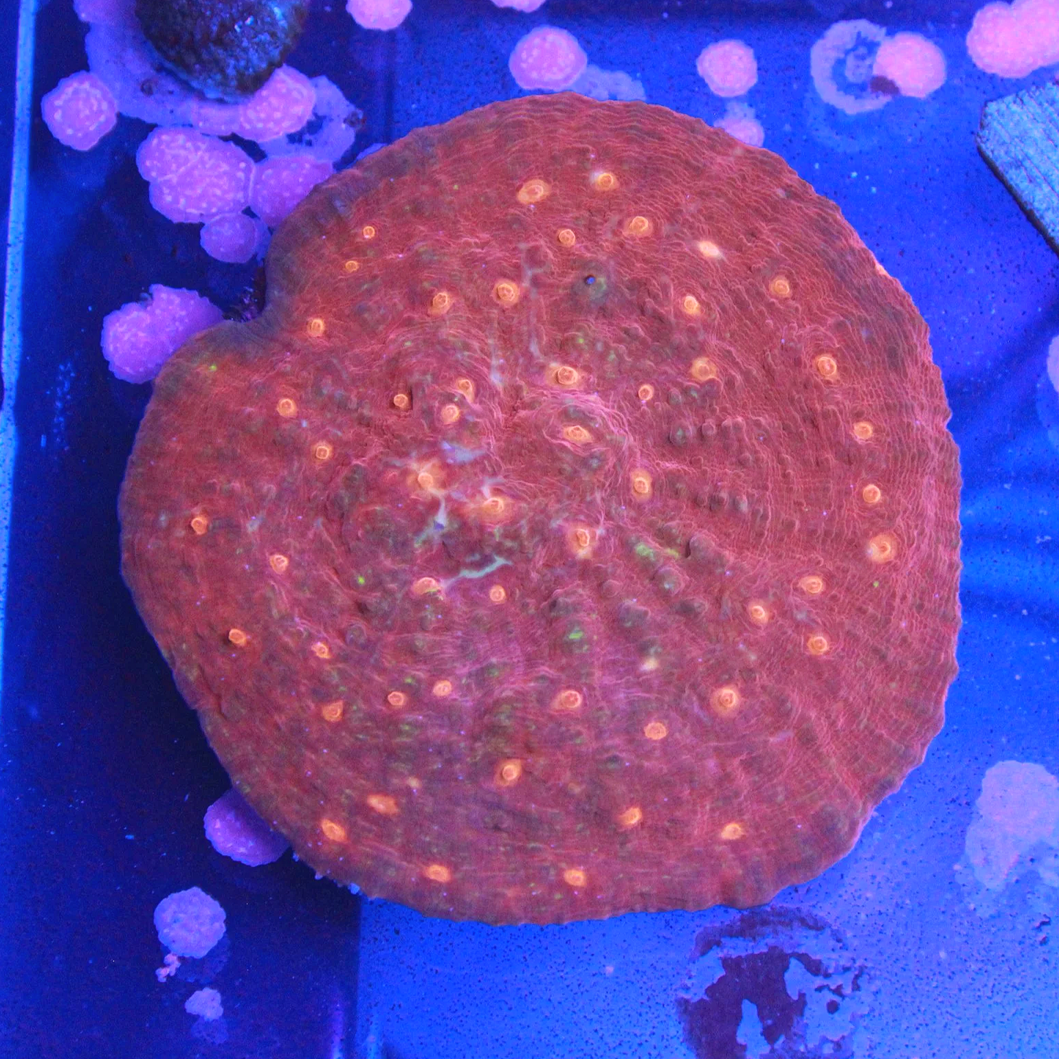 WYSIWYG Ruby Rainbow Chalice ~3" Colony