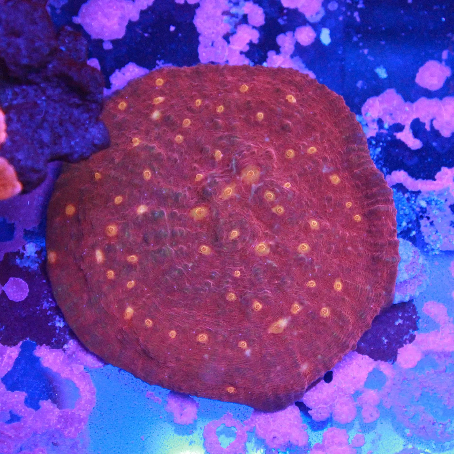 WYSIWYG Ruby Rainbow Chalice ~3.5" Colony