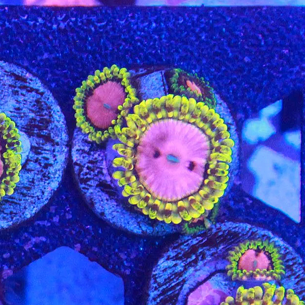 WYSIWYG Pink Diamond Zoa Frag- 2+ Polyps