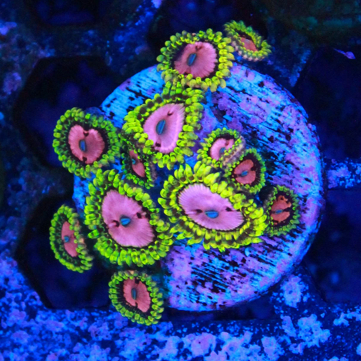 Pink Diamond Zoa 5+ polyps