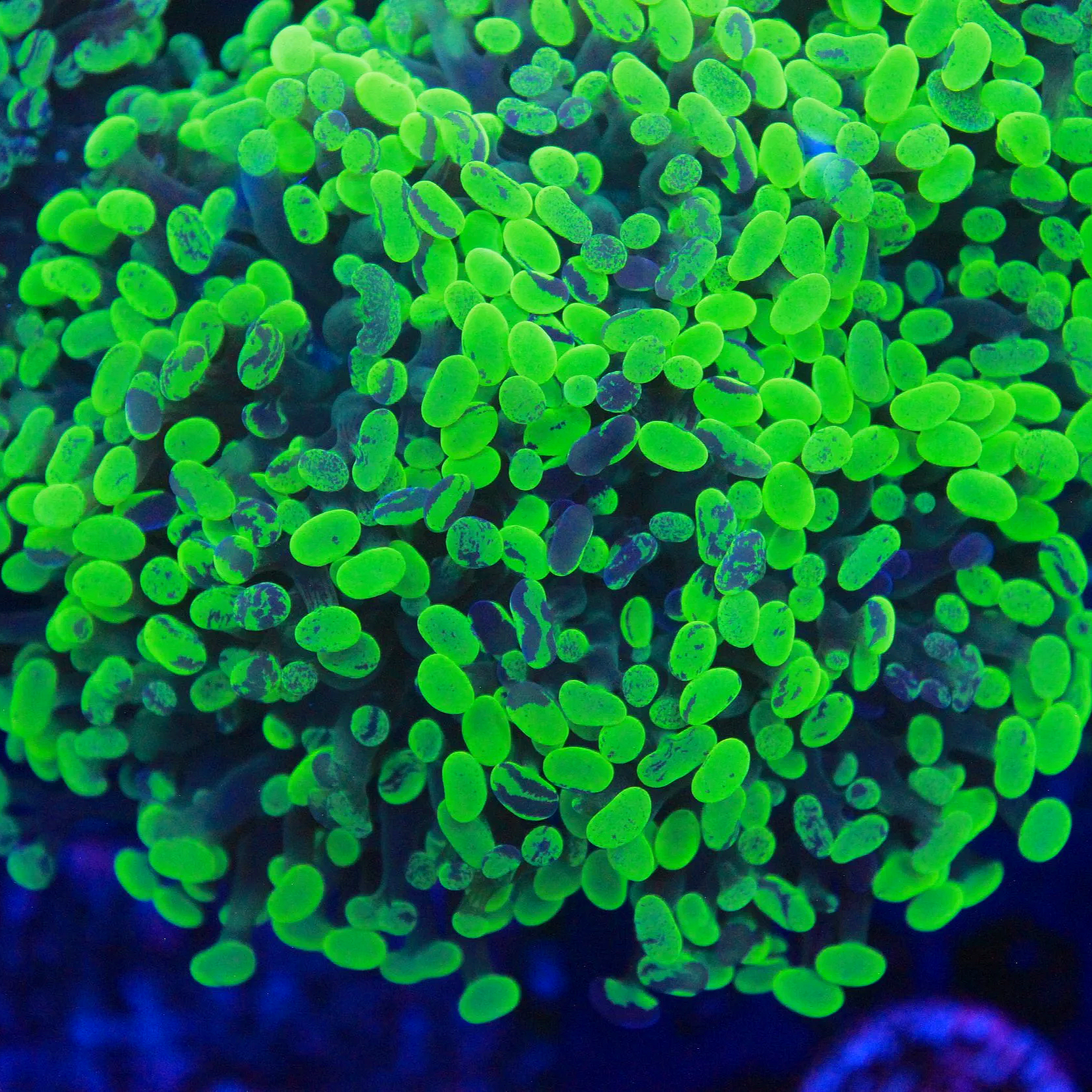 WYSIWYG Toxic Splash Neon Hammer - 3 Head