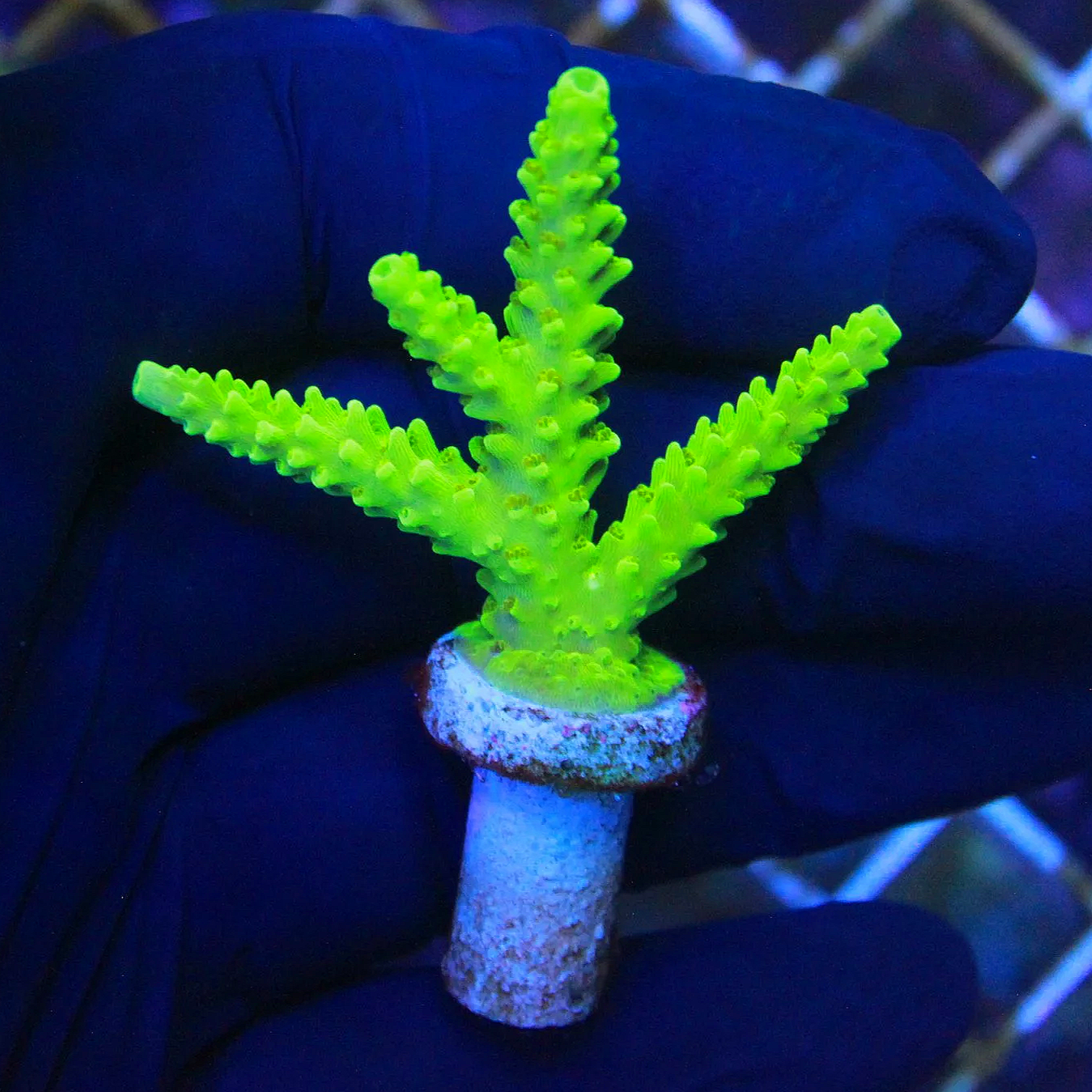 WYSIWYG Green Slimer Chunk
