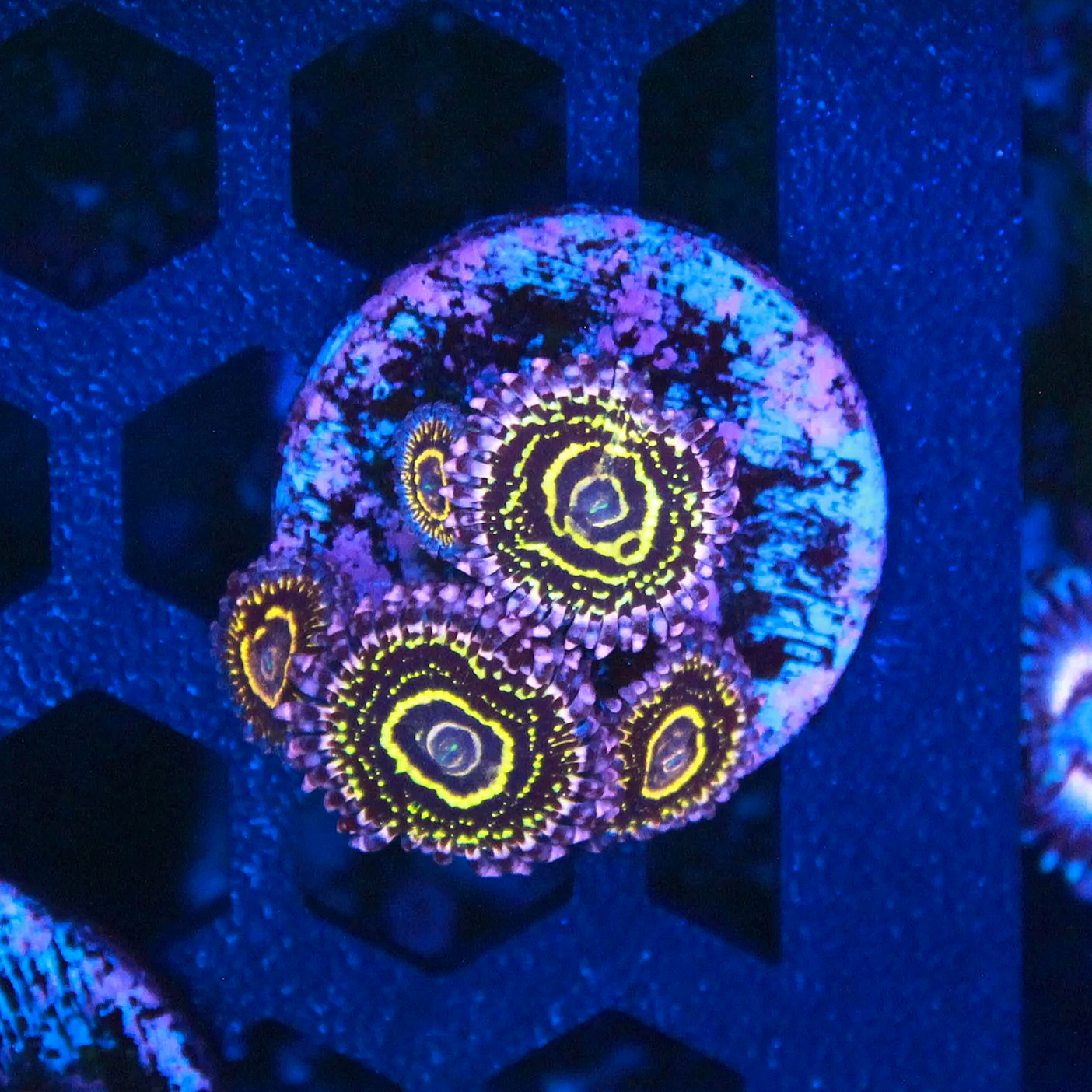 WYSIWYG Stratosphere Zoanthid CHUNK - 5 polyps