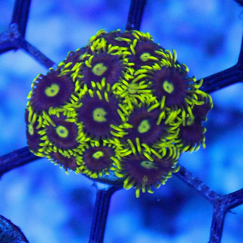WYSIWYG Blue Steel Zoa - 15+ Polyps