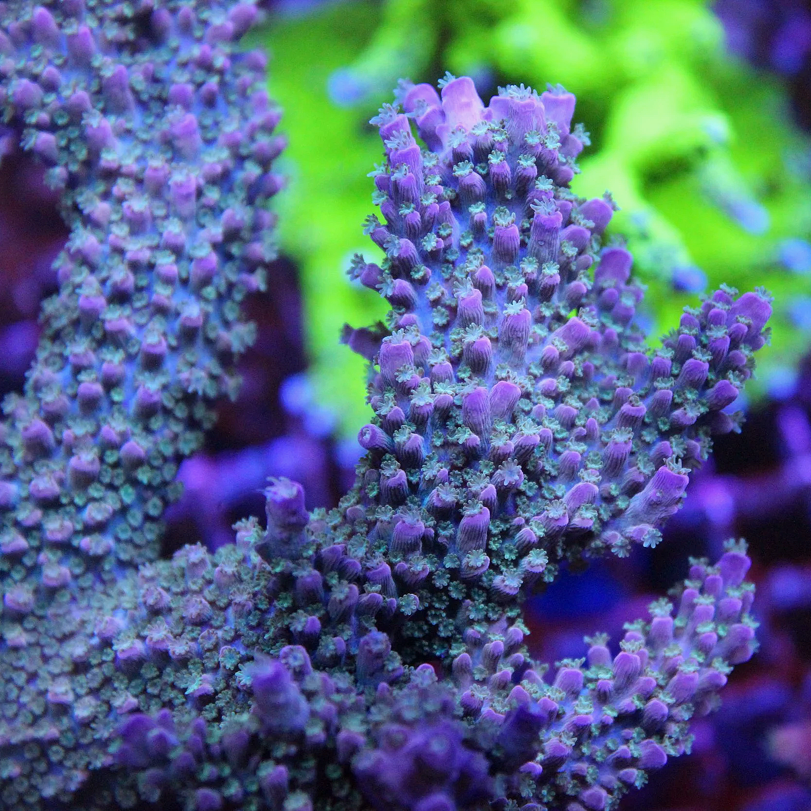 UC Red Slimer Acropora