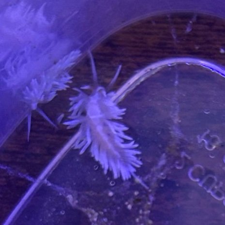 Berghia Nudibranch (Aptasia Eating)