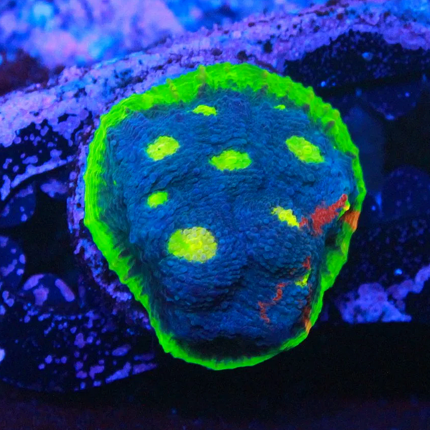 WYSIWYG SC Dynamite Rainbow Chalice CHUNK (Mostly Blue)