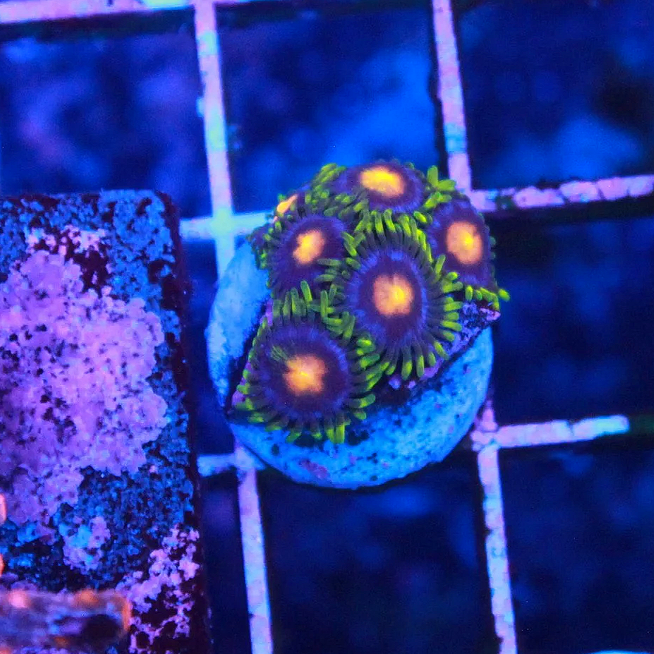 WYSIWYG Blow Pop Zoa - 6 Polyps