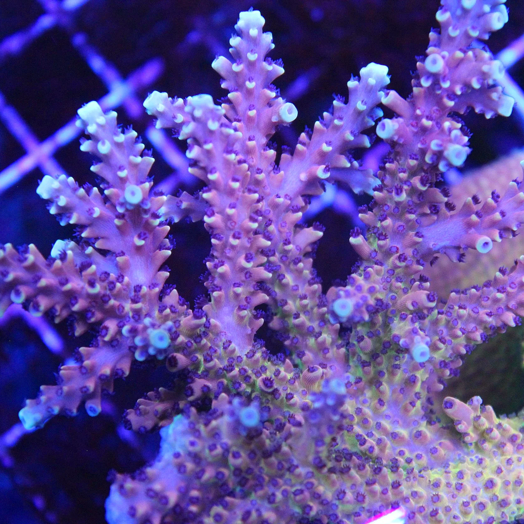 RRC Pink Cadillac Acropora - Image 1
