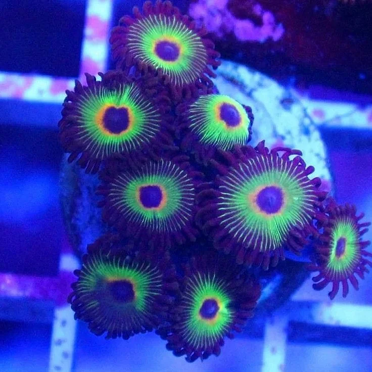 Bob Marley Zoa 5+ Polyps