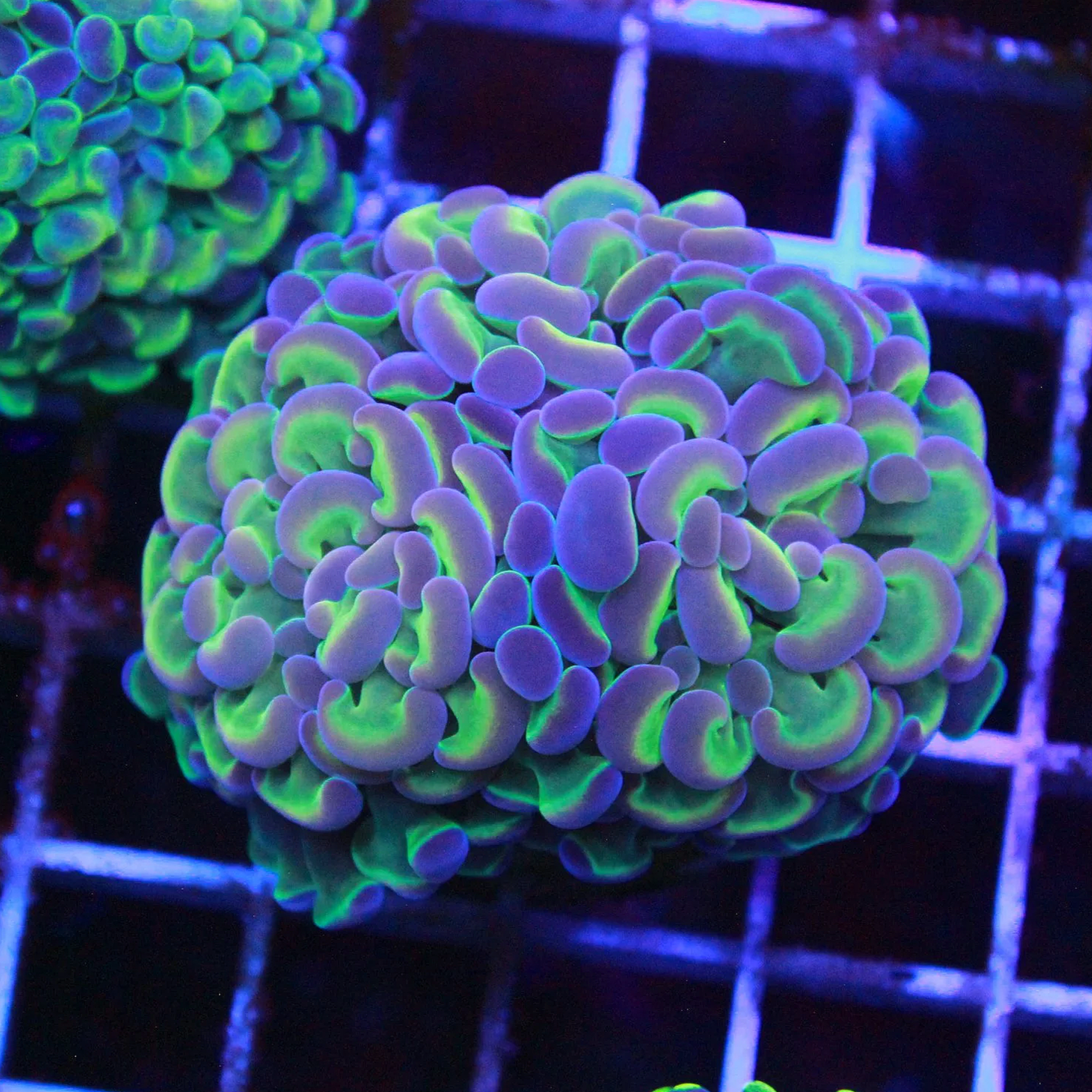 WYSIWYG 1 Head Rainbow Hologram Branching Hammer