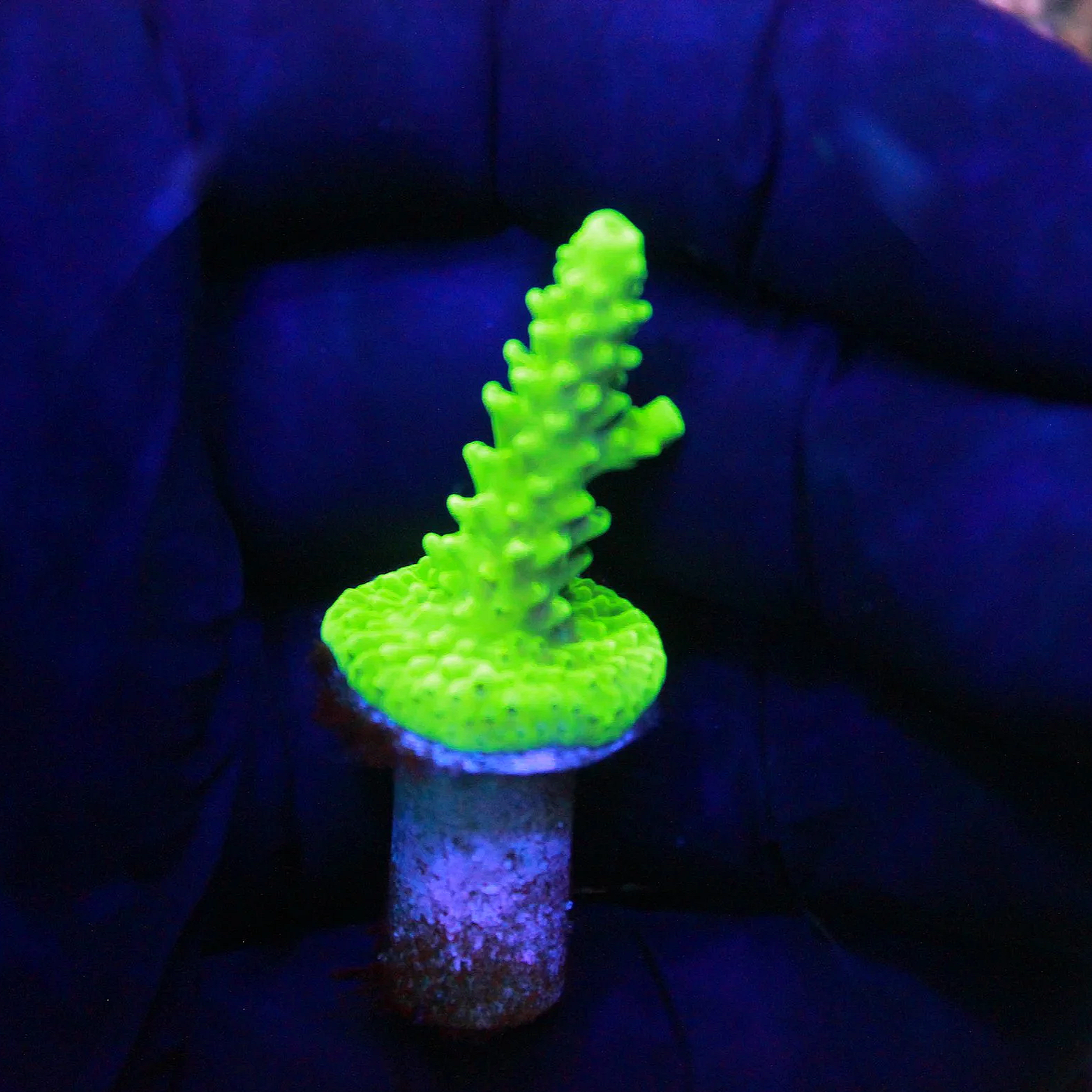 WYSIWYG Bali Green Slimer Acro