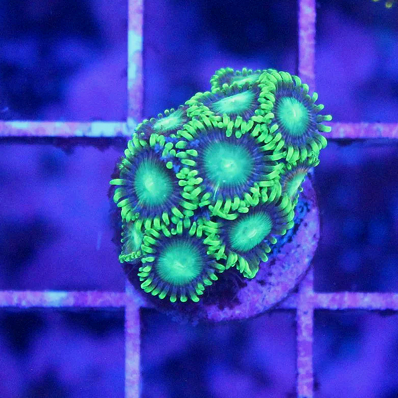 WYSIWYG OG Radioactive Dragon Eye Zoa - 9+ Polyps