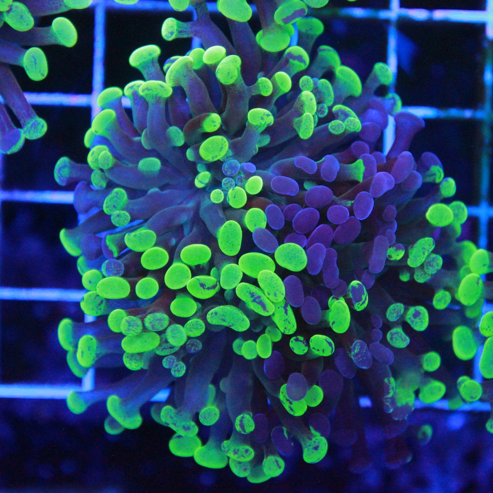 WYSIWYG Toxic Splash Neon Hammer - 2 Head
