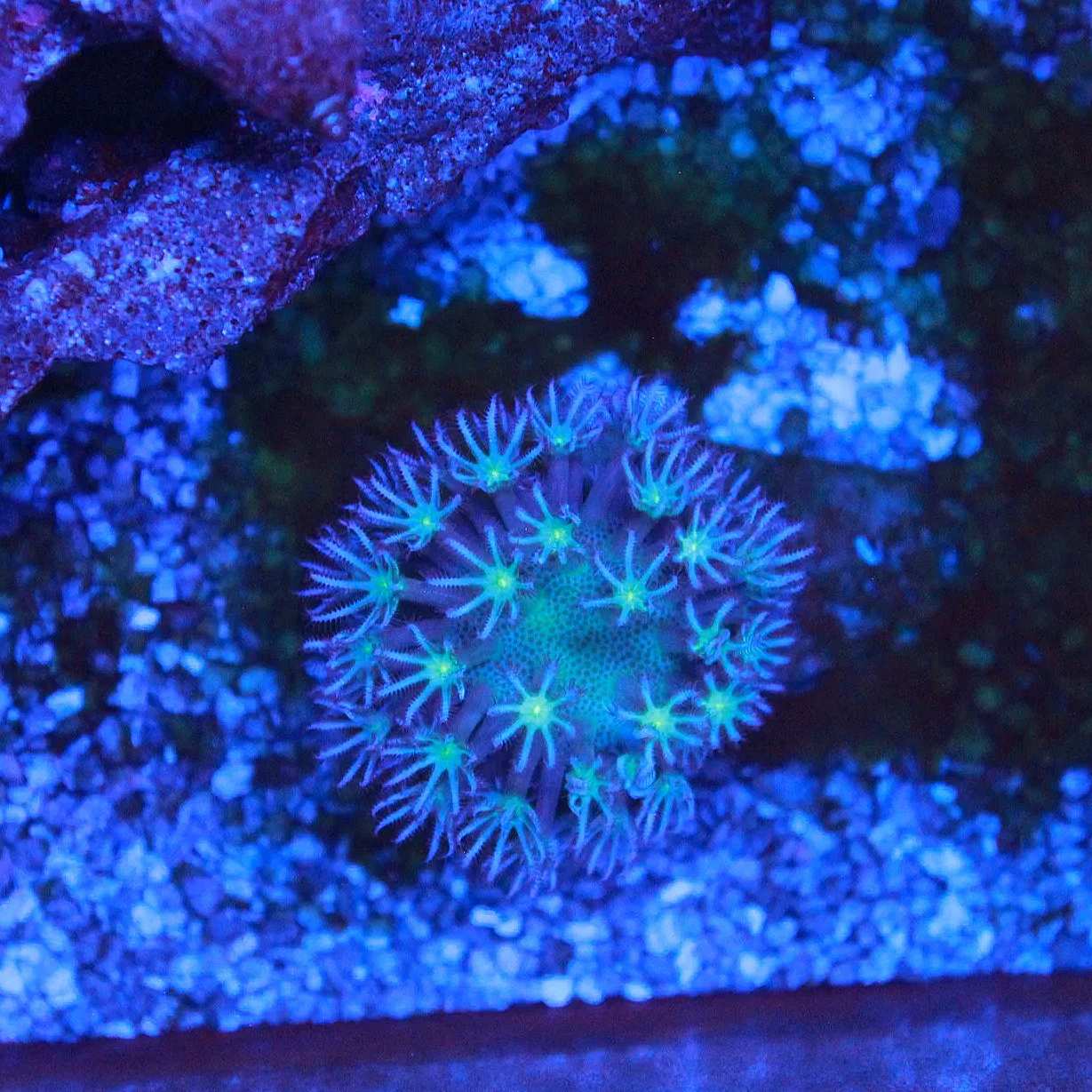 WYSIWYG Mini Teal Toadstool