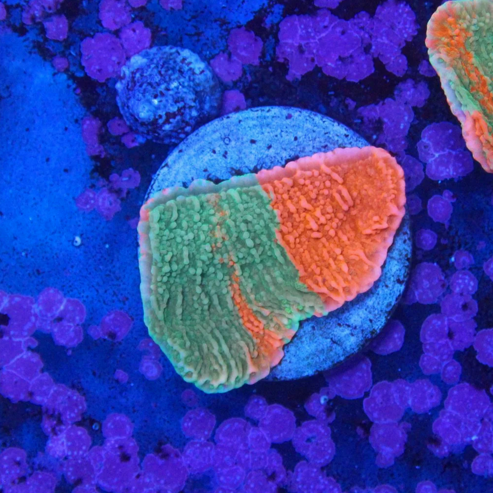 WYSIWYG Grafted Monti Cap Large Frag