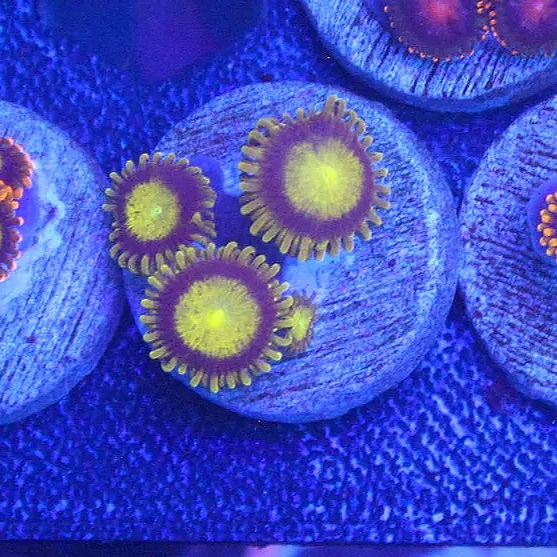 WYSIWYG King Midas Zoa Frag - 4 Polyp