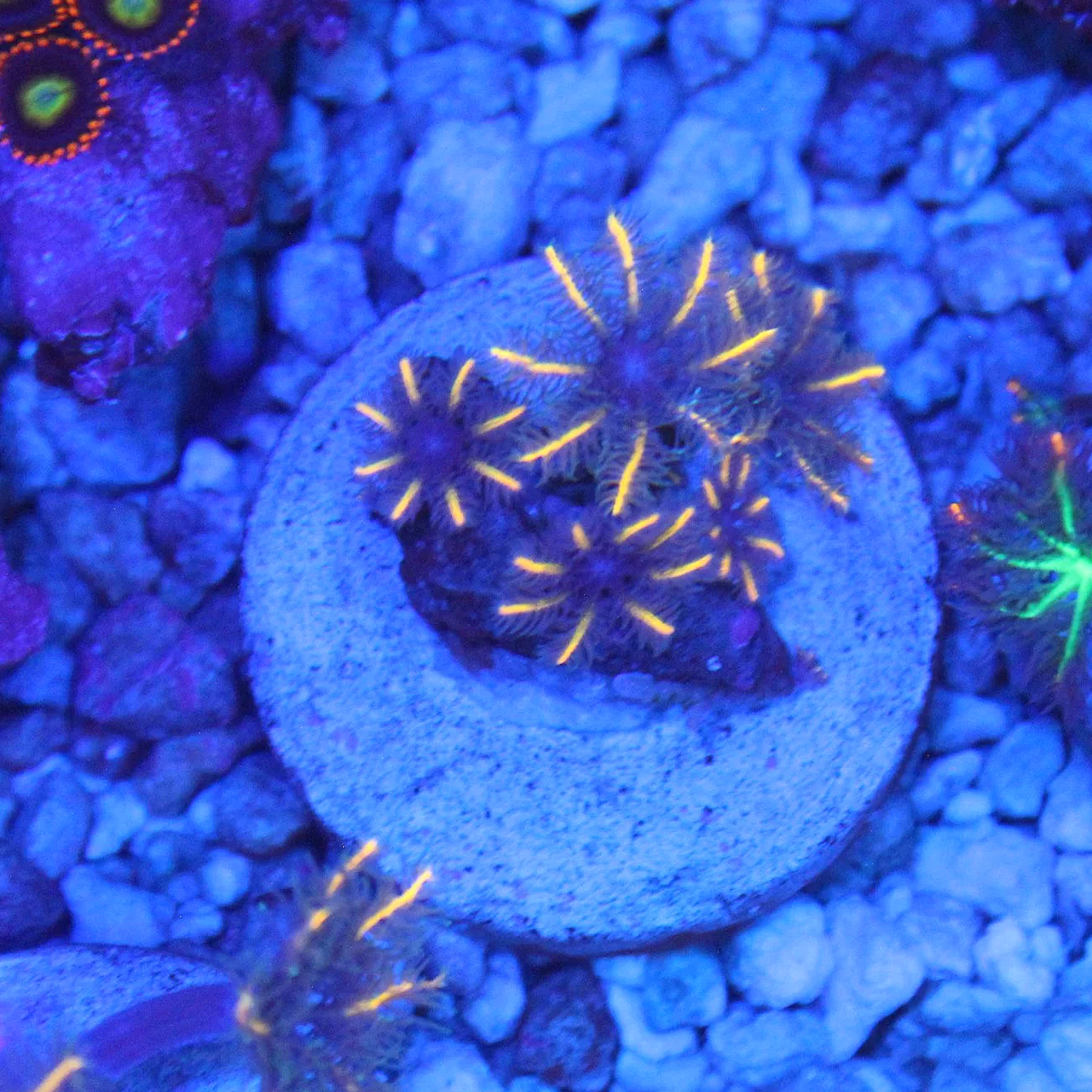 WYSIWYG TSA Candy Corn Clove Frag #1