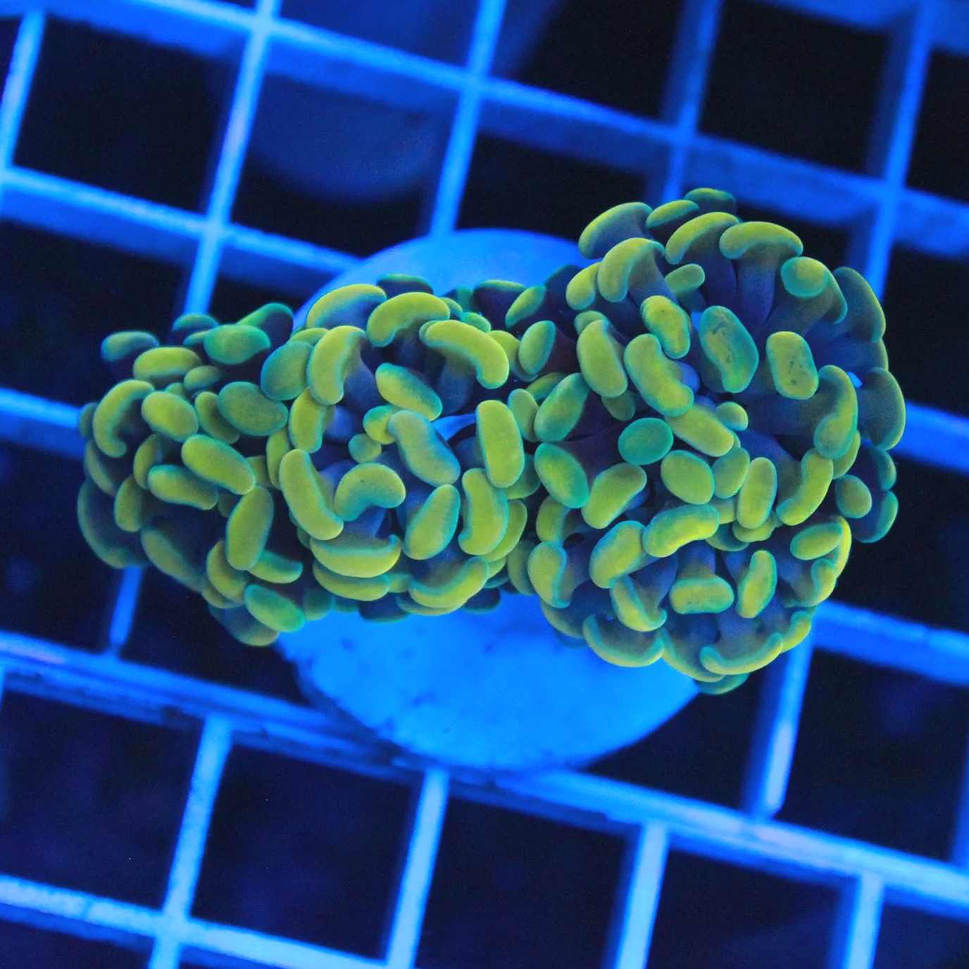 WYSIWYG 3 Head ECC Aurelia Branching Hammer