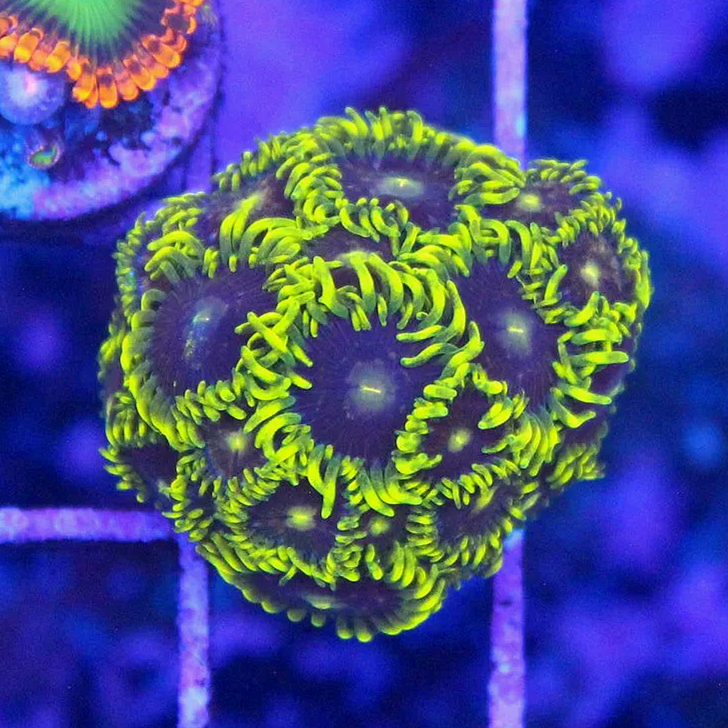 WYSIWYG Blue Steel Zoa - 15+ Polyps