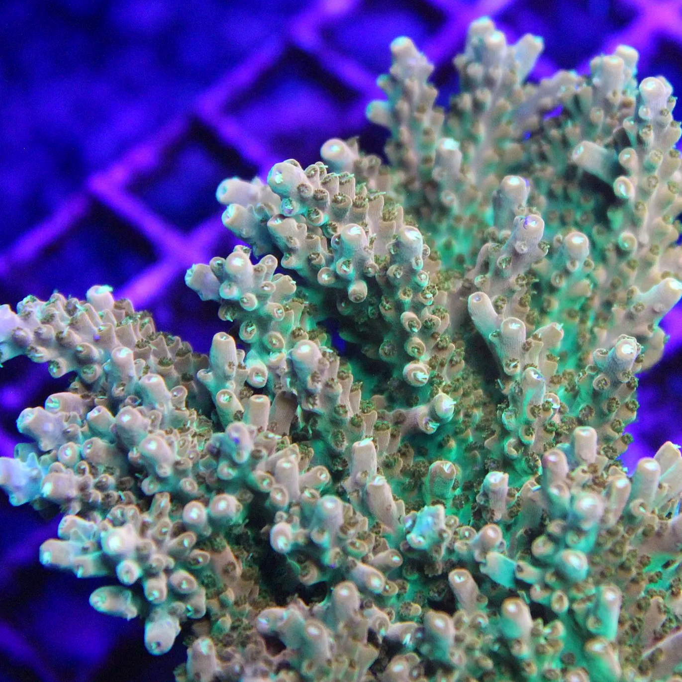 TGC Orange Creamsicle Acropora - Image 2